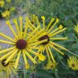 Heirloom 'Paradoxa' Yellow Spider Echinacea 200 Seeds