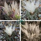 Imported 'Snow Princess' Succulent with Transparent Flowers 20 Seeds