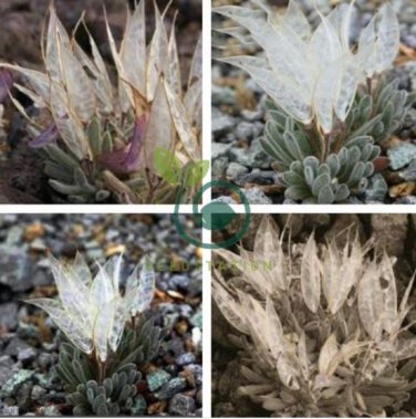 Imported 'Snow Princess' Succulent with Transparent Flowers 20 Seeds
