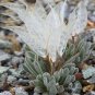 Imported 'Snow Princess' Succulent with Transparent Flowers 20 Seeds