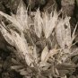 Imported 'Snow Princess' Succulent with Transparent Flowers 20 Seeds
