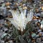 Imported 'Snow Princess' Succulent with Transparent Flowers 20 Seeds