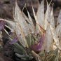 Imported 'Snow Princess' Succulent with Transparent Flowers 20 Seeds