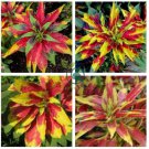 Summer Poinsettia Amaranth Flower 100 Seeds