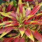 Summer Poinsettia Amaranth Flower 100 Seeds