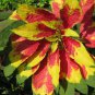 Summer Poinsettia Amaranth Flower 100 Seeds