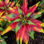 Summer Poinsettia Amaranth Flower 100 Seeds