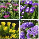 Mix Midnight Statice Limonium sinuata  60 Seeds