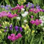 Mix Midnight Statice Limonium sinuata 60 Seeds