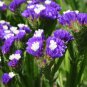 Mix Midnight Statice Limonium sinuata 60 Seeds