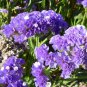 Mix Midnight Statice Limonium sinuata 60 Seeds