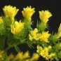 Mix Midnight Statice Limonium sinuata 60 Seeds