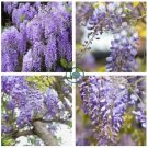True Variety Blue Wisteria Strong Fragrant Flower  200 Seeds