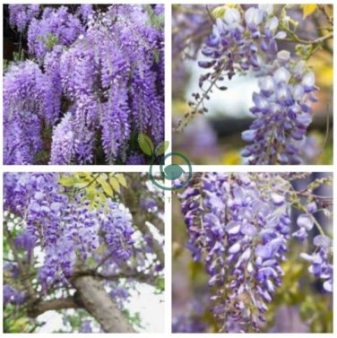 True Variety Blue Wisteria Strong Fragrant Flower  200 Seeds