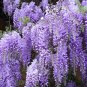 True Variety Blue Wisteria Strong Fragrant Flower 200 Seeds