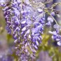True Variety Blue Wisteria Strong Fragrant Flower 200 Seeds