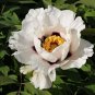 Heirloom White Dark Red Tree Peony Flower  10 Seeds