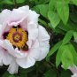 Heirloom White Dark Red Tree Peony Flower  10 Seeds