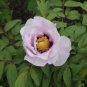 Heirloom White Dark Red Tree Peony Flower  10 Seeds