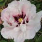 Heirloom White Dark Red Tree Peony Flower 10 Seeds
