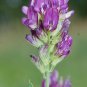 Purple Alfalfa Seed High Quality Forage Perennial Grass 200 Seeds