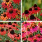 'Green Jewel' Echinacea Lovely Pale Yellow Coneflowers 200 Seeds