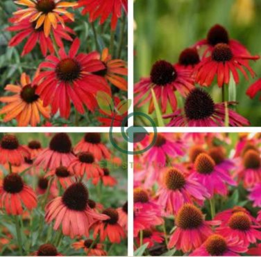 'Green Jewel' Echinacea Lovely Pale Yellow Coneflowers 200 Seeds