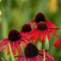 'Green Jewel' Echinacea Lovely Pale Yellow Coneflowers 200 Seeds