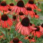 'Green Jewel' Echinacea Lovely Pale Yellow Coneflowers 200 Seeds