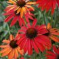 'Green Jewel' Echinacea Lovely Pale Yellow Coneflowers 200 Seeds
