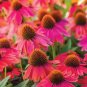'Green Jewel' Echinacea Lovely Pale Yellow Coneflowers 200 Seeds