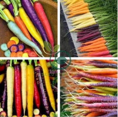 Rare Heirloom Daucus Carota Mixed Carrot Organic Vegetables 200 Seeds
