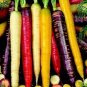 Rare Heirloom Daucus Carota Mixed Carrot Organic Vegetables 200 Seeds