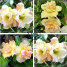 Rare 'thin yellow elves' Adenium Desert rose 4 Seeds