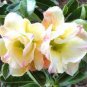 Rare 'thin yellow elves' Adenium Desert rose 4 Seeds