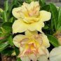 Rare 'thin yellow elves' Adenium Desert rose 4 Seeds