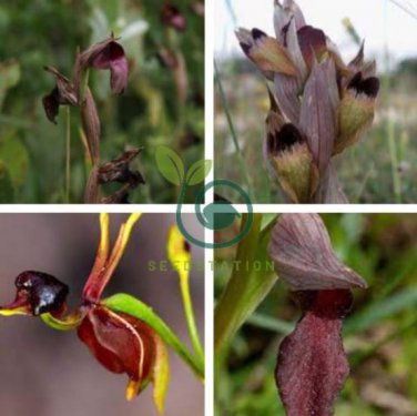 Rare Black 'duck tongue' Orchid Flower Perennial 200 Seeds