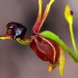 Rare Black 'duck tongue' Orchid Flower Perennial 200 Seeds