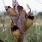 Rare Black 'duck tongue' Orchid Flower Perennial 200 Seeds