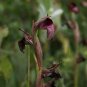 Rare Black 'duck tongue' Orchid Flower Perennial 200 Seeds