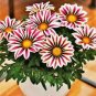 Gorgeous Gazania Rigens Bonsai 200 Seeds
