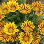 Gorgeous Gazania Rigens Bonsai 200 Seeds