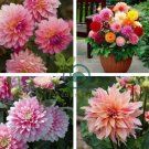 Dahlia Flower Plants Jardin Charming Outdoor & Indoor 400 Seeds