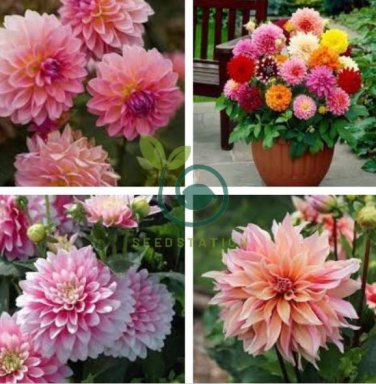Dahlia Flower Plants Jardin Charming Outdoor & Indoor 400 Seeds
