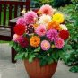 Dahlia Flower Plants Jardin Charming Outdoor & Indoor 400 Seeds