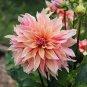 Dahlia Flower Plants Jardin Charming Outdoor & Indoor 400 Seeds