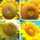 Heirloom Baby Girl Giant Face Yellow Sunflowers 30 Seeds
