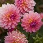 Dahlia Flower Plants Jardin Charming Outdoor & Indoor 400 Seeds