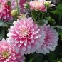 Dahlia Flower Plants Jardin Charming Outdoor & Indoor 400 Seeds