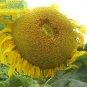Heirloom Baby Girl Giant Face Yellow Sunflowers 30 Seeds